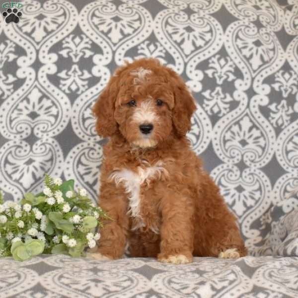 Foxy, Mini Goldendoodle Puppy