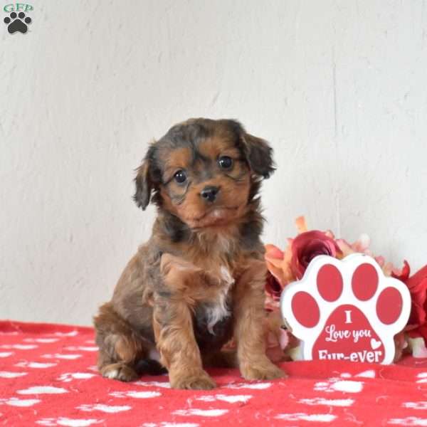 Foxy, Cavapoo Puppy