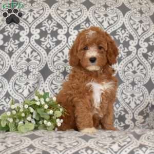 Foxy, Mini Goldendoodle Puppy