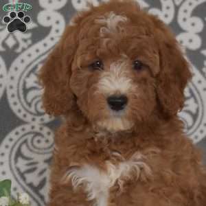 Foxy, Mini Goldendoodle Puppy