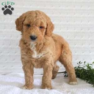 Frank, Mini Goldendoodle Puppy