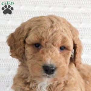 Frank, Mini Goldendoodle Puppy