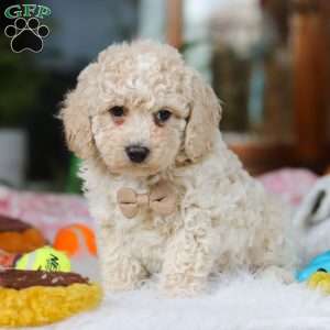 Frankie, Cavapoo Puppy