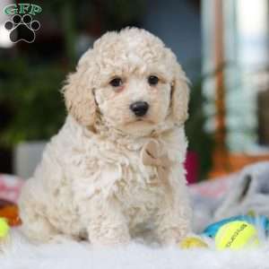 Frankie, Cavapoo Puppy