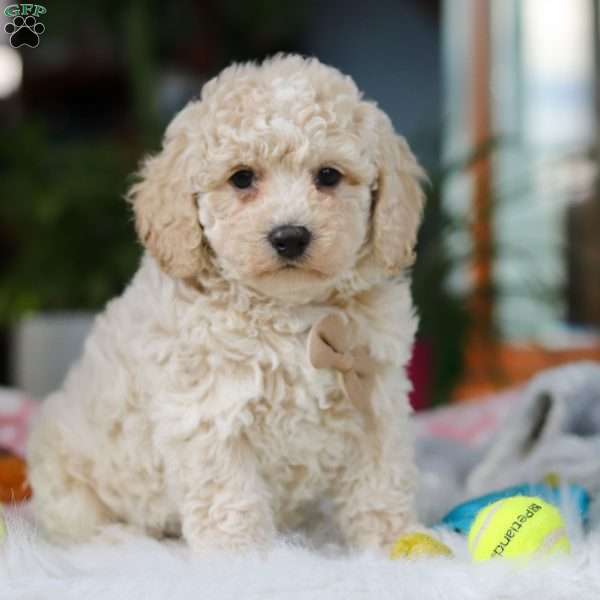 Frankie, Cavapoo Puppy