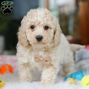 Frankie, Cavapoo Puppy