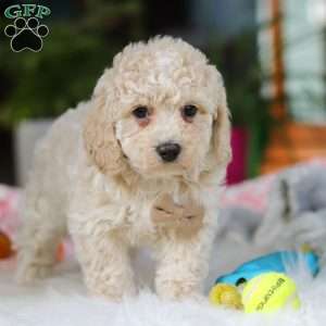 Frankie, Cavapoo Puppy