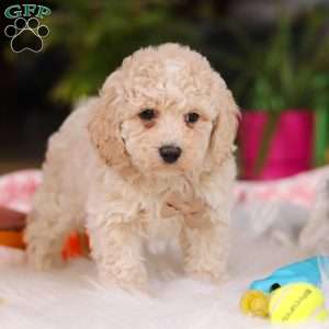 Frankie, Cavapoo Puppy