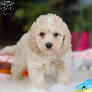 Frankie, Cavapoo Puppy