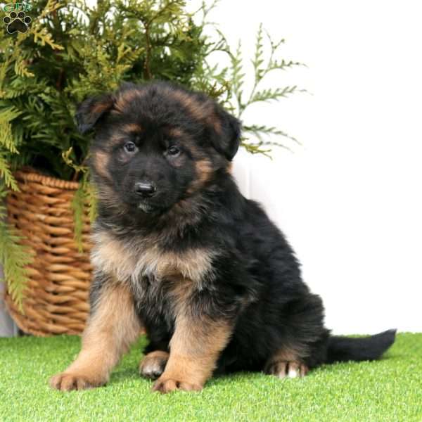 Frankie, German Shepherd Puppy