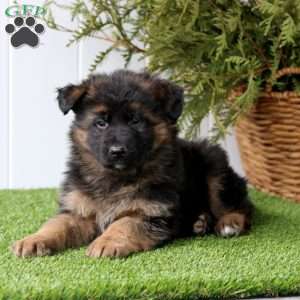 Frankie, German Shepherd Puppy