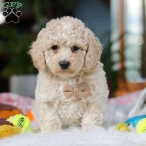 Frankie, Cavapoo Puppy