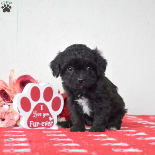 Franklin, Cavapoo Puppy