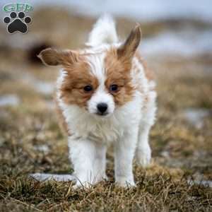 Fraser, Papillon Puppy