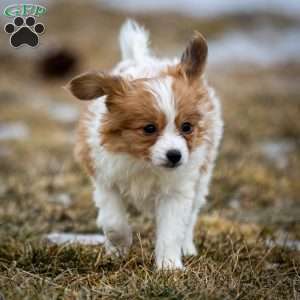 Fraser, Papillon Puppy