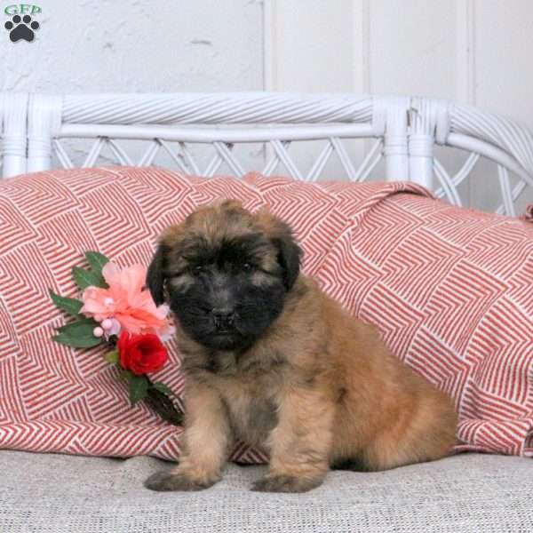 Freckles, Soft Coated Wheaten Terrier Puppy