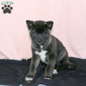 Freckles, Akita Puppy