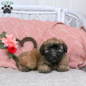 Freckles, Soft Coated Wheaten Terrier Puppy