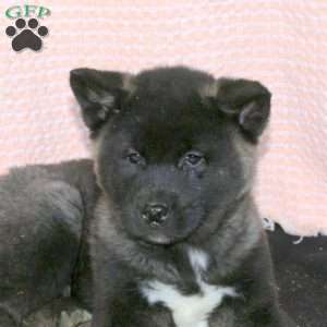 Freckles, Akita Puppy