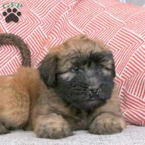 Freckles, Soft Coated Wheaten Terrier Puppy