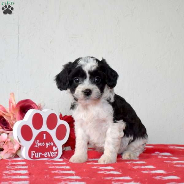 Freckles, Cavapoo Puppy