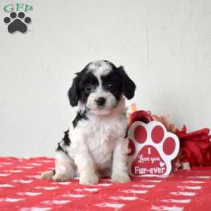 Freckles, Cavapoo Puppy