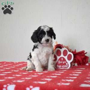 Freckles, Cavapoo Puppy