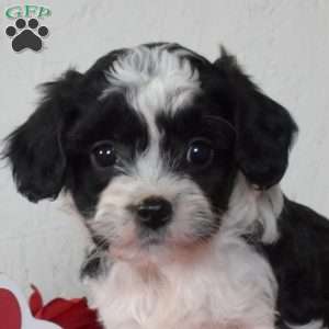 Freckles, Cavapoo Puppy