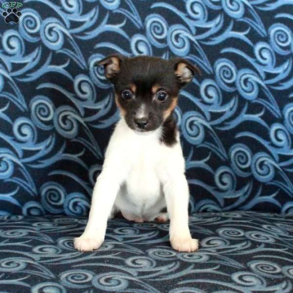 Freddie, Toy Fox Terrier Puppy