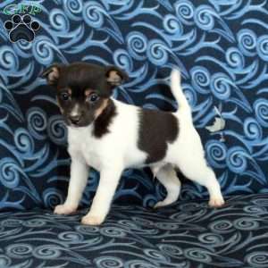 Freddie, Toy Fox Terrier Puppy