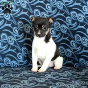 Freddie, Toy Fox Terrier Puppy