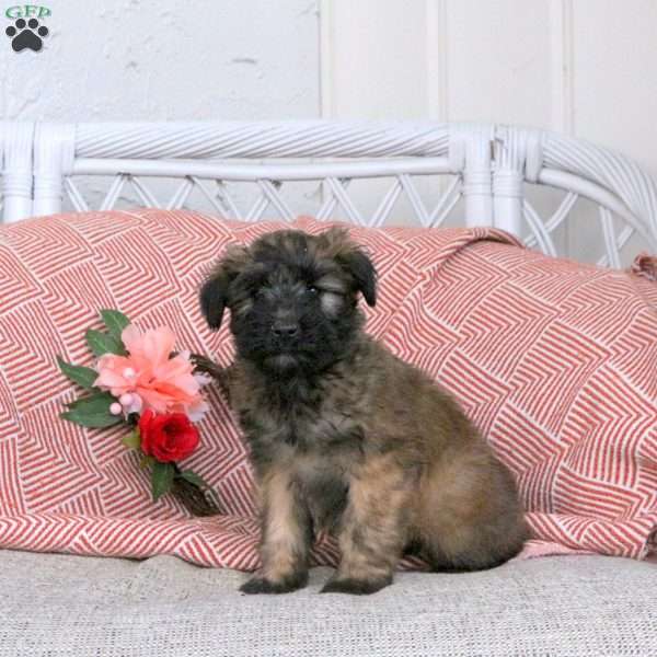 Freida, Soft Coated Wheaten Terrier Puppy