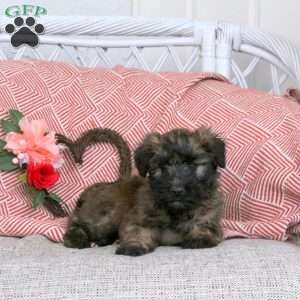 Freida, Soft Coated Wheaten Terrier Puppy