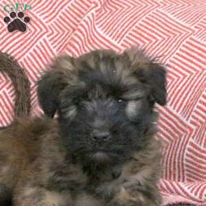 Freida, Soft Coated Wheaten Terrier Puppy