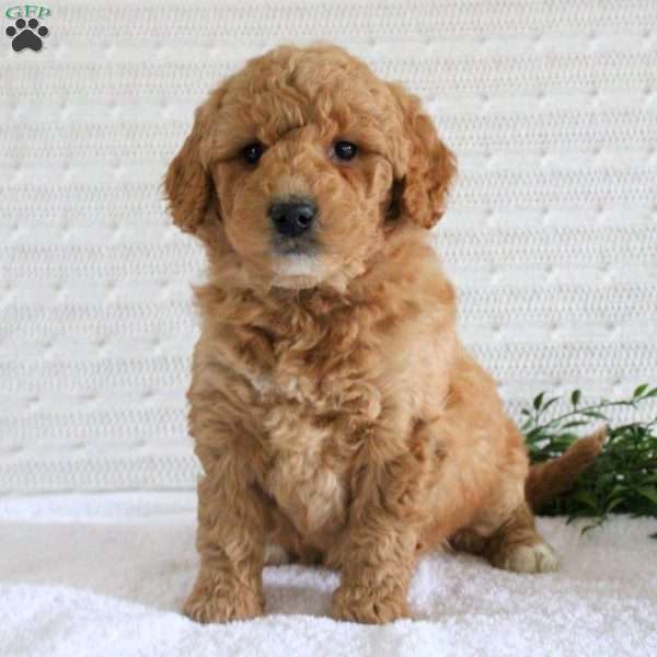 Freya, Mini Goldendoodle Puppy