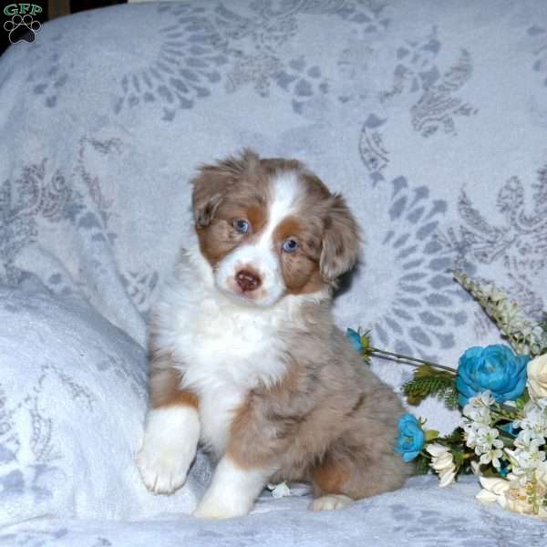 Freya, Miniature Australian Shepherd Puppy