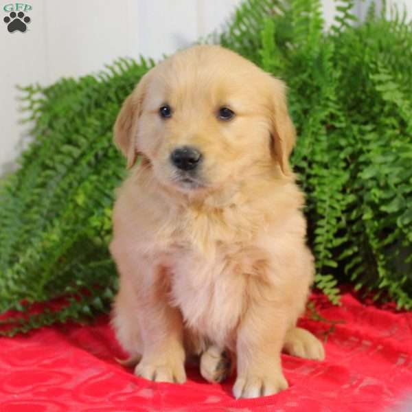 Freya, Golden Retriever Puppy