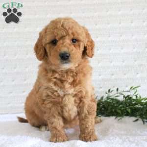 Freya, Mini Goldendoodle Puppy