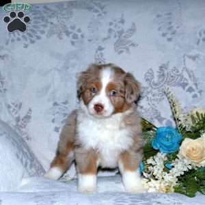 Freya, Miniature Australian Shepherd Puppy