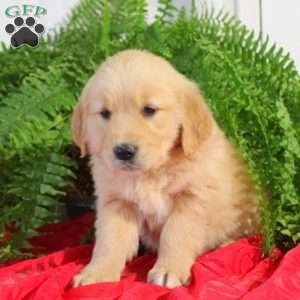 Freya, Golden Retriever Puppy