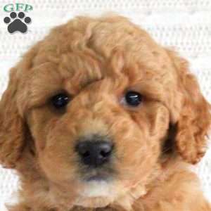 Freya, Mini Goldendoodle Puppy