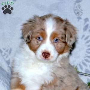 Freya, Miniature Australian Shepherd Puppy