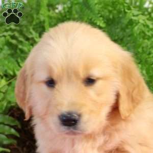 Freya, Golden Retriever Puppy