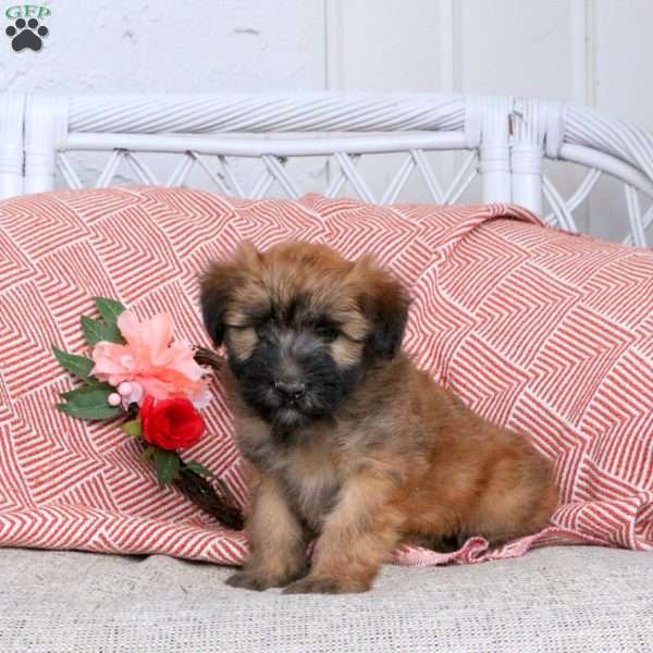 Frisbee, Soft Coated Wheaten Terrier Puppy