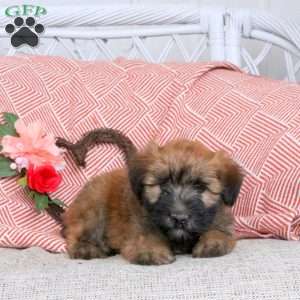 Frisbee, Soft Coated Wheaten Terrier Puppy