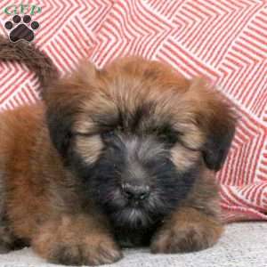 Frisbee, Soft Coated Wheaten Terrier Puppy