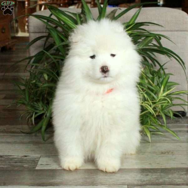 Frisco, Samoyed Puppy