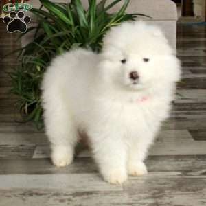 Frisco, Samoyed Puppy