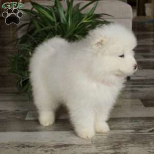 Frisco, Samoyed Puppy