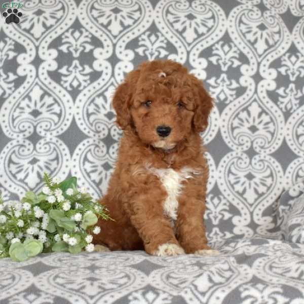 Frito, Mini Goldendoodle Puppy